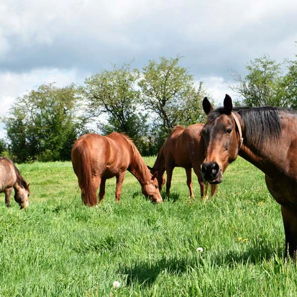 Pension pour chevaux à Bézenet, Allier